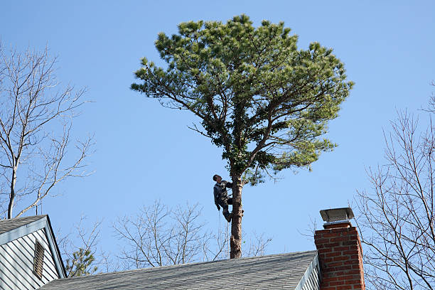 Best Hazardous Tree Removal  in Van, TX